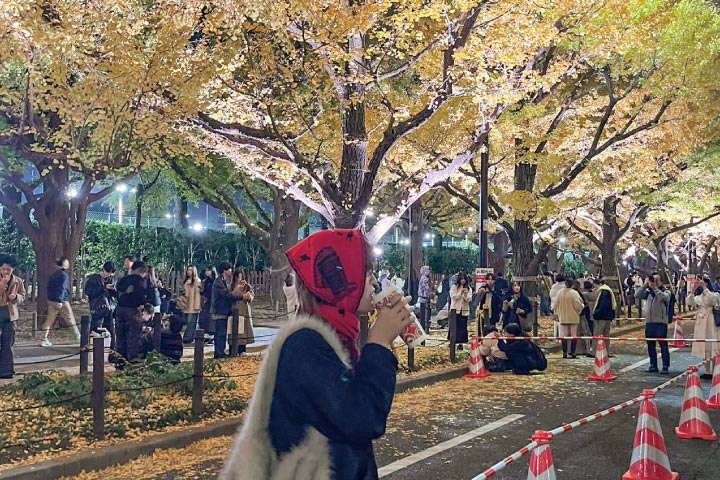 外苑の銀杏並木の夜景